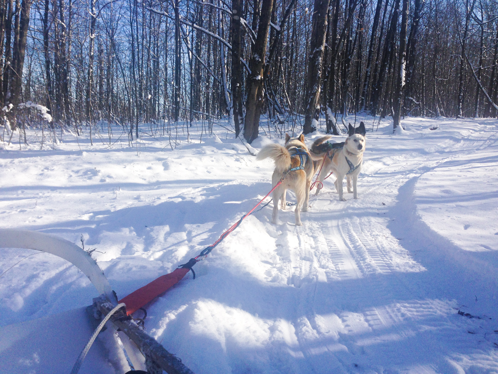 husky farm 6